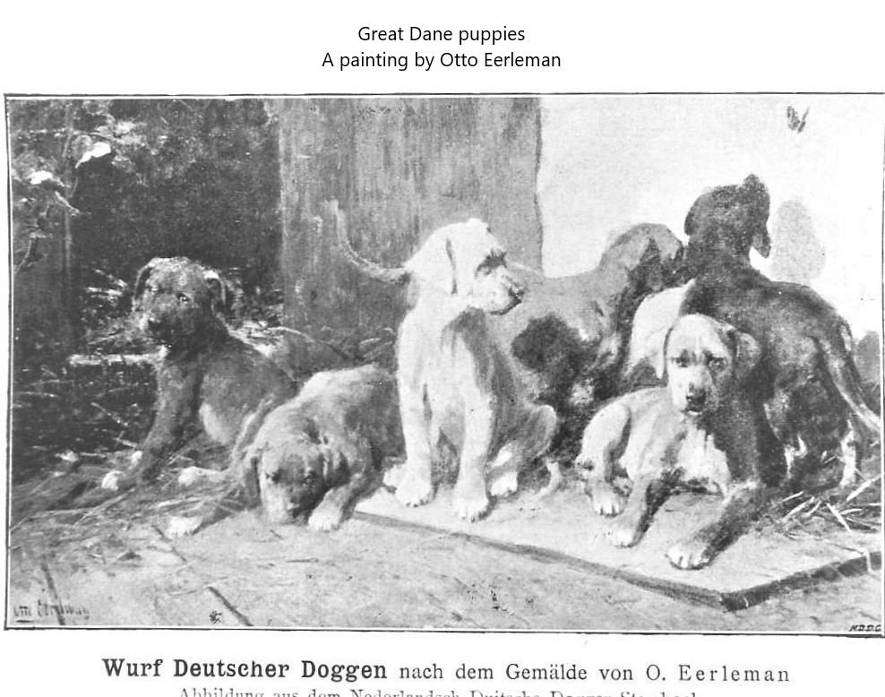 Wurf Deutscher Doggen